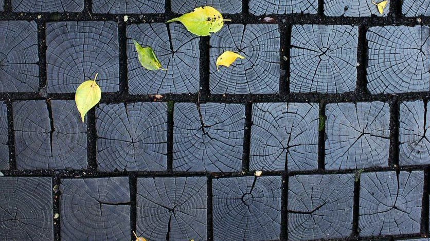 Landscape detail of blackened timber end grain with scattered leaves